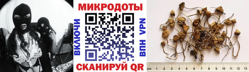 Псилоцибиновые грибы Psilocybine cubensis  Киселёвск 